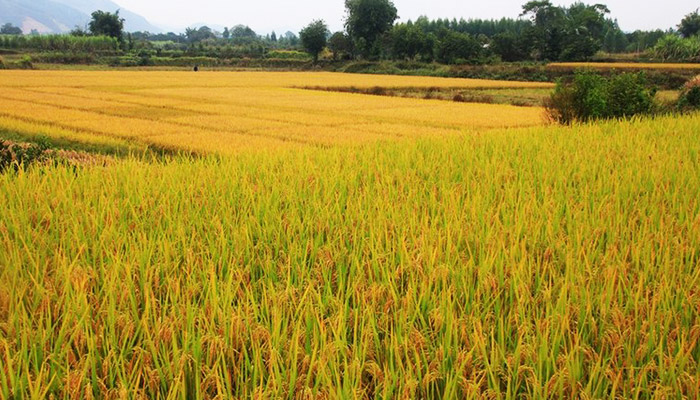 廣西壯族自治區農業科學院及各市分支機構-東創專利申請合作案例
